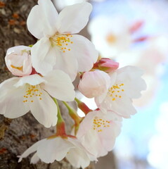 満開の桜
