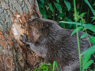Beaver eating away at bark of a tree