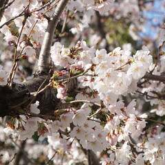 満開の桜