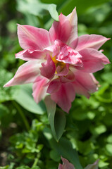 Fototapeta na wymiar pink tulip with multiple leaves in the sun