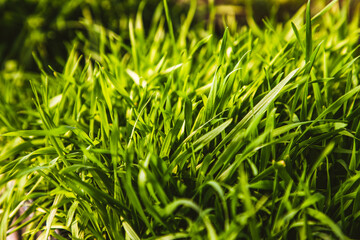 microgreens healthy eco gardening permaculture