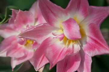fancy double pink tulips viewed from above