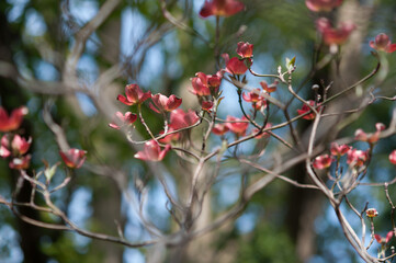 dogwood blossoms in spring