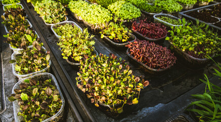 microgreens healthy eco gardening permaculture