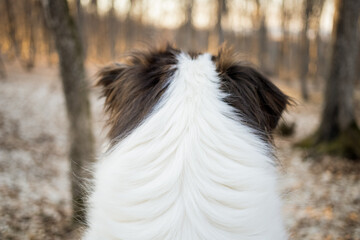 happy white dog walking in forest