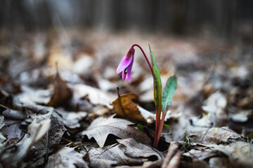 dogtooth violet or the dogs tooth violet, late winter or early spring plant in lily family with lilac flower and ovate or lanceolate leaf, white bulb, latin Erythronium dens canis - obrazy, fototapety, plakaty