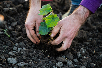 planting a tree in springtime new life concept