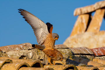 Male and female of Lesser kestrel. Falco naumanni.