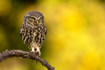 A little owl perched on a branch.