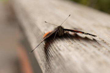 butterfly on a wooden plank close up - frontal view
