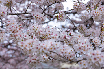 Cherry blossom at the park cloudy day