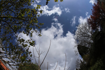 blue sky with white clouds over the forest