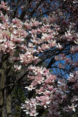 blooming magnolia branches, stunning pink flowers