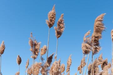 Naklejka premium reed in the wind (or dried grass plumes on a blue sky in late winter)
