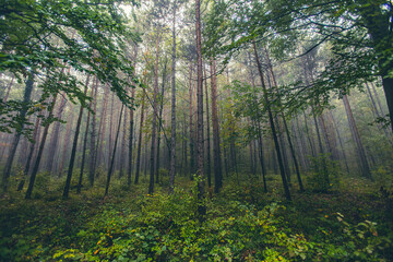 misty green forest in spring time
