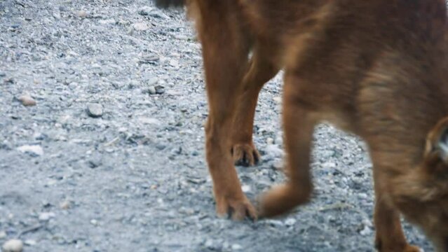 Dhole (Cuon alpinus), wild dog in a rocky environment