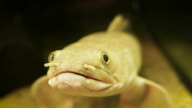 Senegal bichir (Polypterus senegalus), close-up