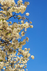 Spring. Branches of blooming tree against  blue sky.  Beautiful floral border with white flowers, space for text
