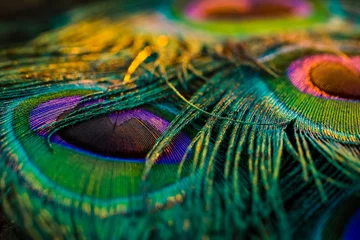 Foto op Canvas peacock feather detail, Peacock feather, Peafowl feather, Bird feather, feather background. © Sunanda Malam