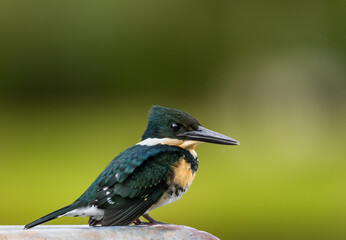 Colorful green bird with large beak, Green Kingfisher (Chloroceryle americana), perched on a fence...