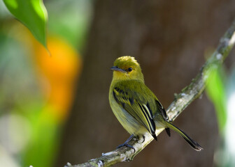 Cute, little Yellow Warbler, Setophaga petechia, bird perhed on a branch in the shade.