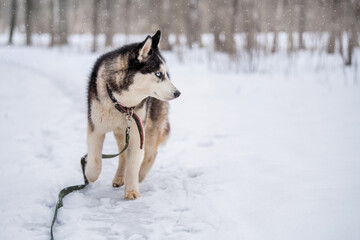 Fototapeta na wymiar Husky dog portrait. Siberian husky with blue eyes in winter snowy park .