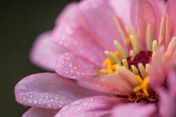 Fototapeta na wymiar water droplets on flower petals in the morning ,select focus.