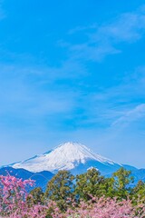 満開の桜と富士山のある風景が絶景