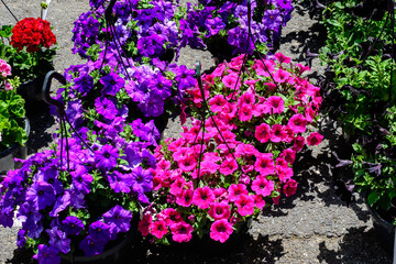 Large group of vivid pink and purple Petunia axillaris flowers and green leaves in garden pots at a market in a sunny summer day.