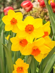 Bright yellow sunny spring daffodils