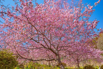 日本の満開の桜が美しい