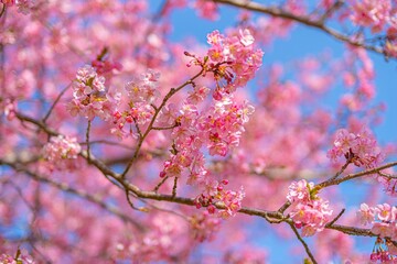 Fototapeta premium 日本の満開の桜が美しい