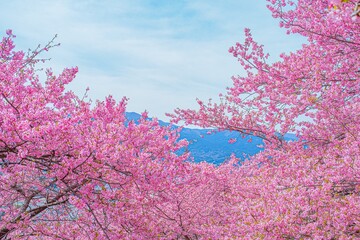 日本の満開の桜が美しい