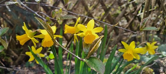 yellow spring flowers