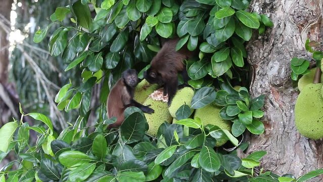 capuchin on a fruit