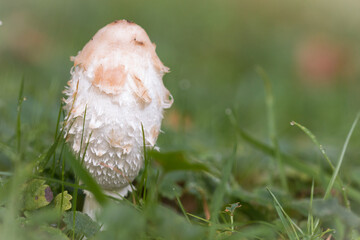 Shaggy ink cup (Coprinus comatus) growing in the grass