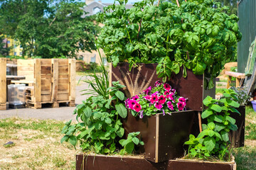 Urban gardening - community garden in center of the city with raised beds. Urban Horticulture. Selective focus
