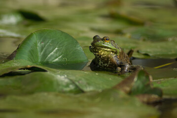 American bullfrog (Lithobates catesbeianus or Rana catesbeiana) in a lily pond. Photo taken in Southern California, USA.