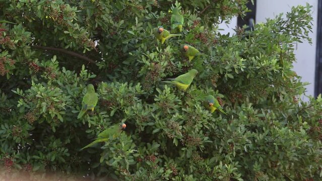 Peach-fronted Parakeet