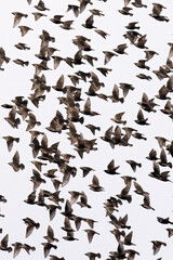 European Starling