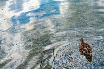 papera galleggia in uno stagno in un parco  © alex.pin
