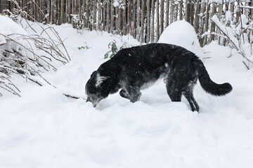 Hund im tiefen Schnee