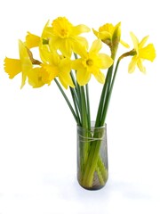 yellow daffodils at spring close up