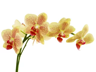 Fotobehang yellow orchid Phalaenopsis isolated on white close up © Maria Brzostowska