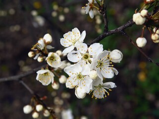 white flowers of wild fruits tree at spring