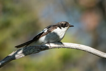 European pied flycatcher