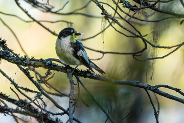 European pied flycatcher