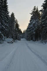 A very snowy forest in Sweden