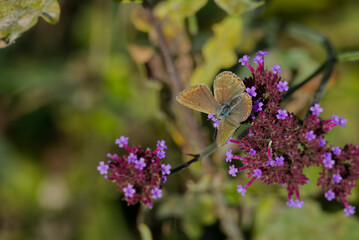 Brown argus (aricia agestis) butterfly perched on purple flower in Zurich, Switzerland