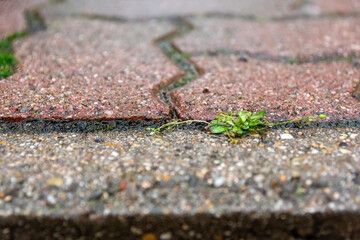 weeds on a board stone in the rain